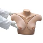 Torso para entrenamiento de habilidades de palpación mamaria S230.40