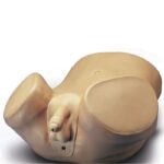 Simulador para el cuidado del paciente masculino: Próstata S230.3