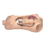 Simulador NOELLE® S552 con OMNI para práctica de parto, cuidados maternos y reanimación neonatal.
